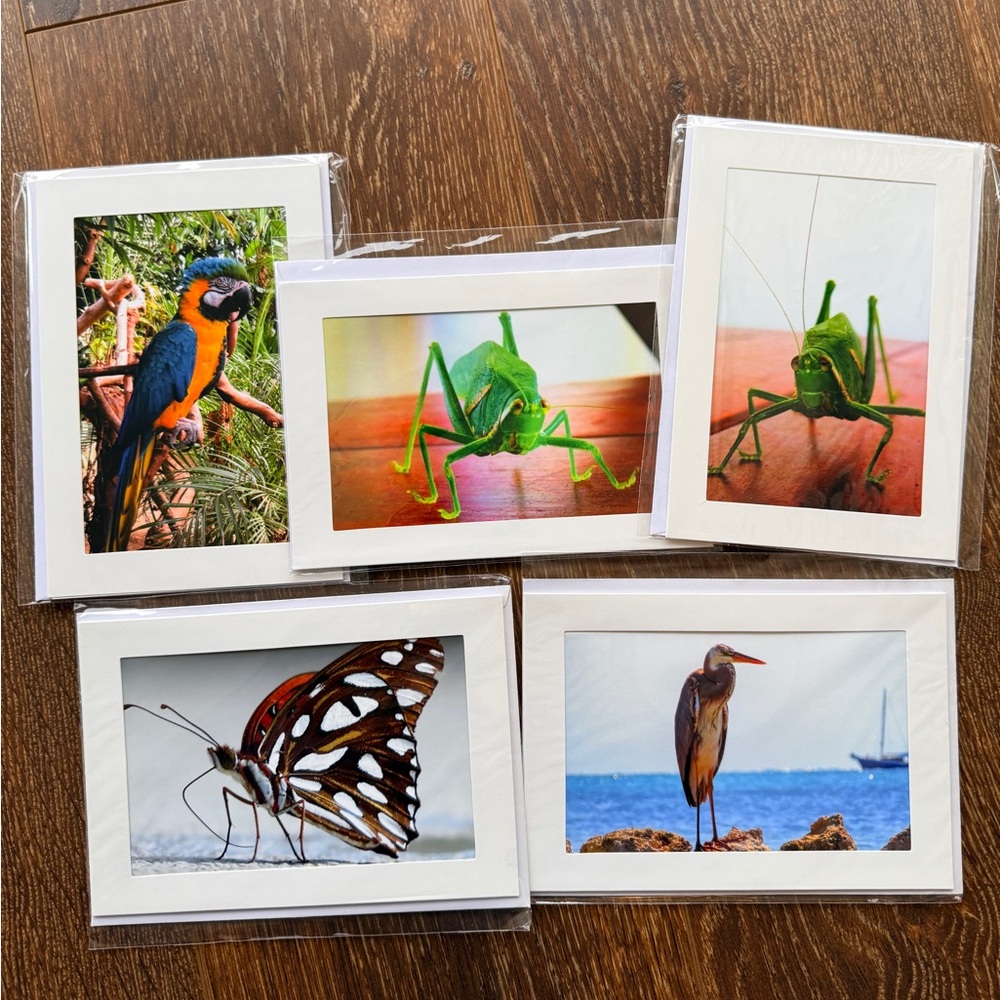 Set of (5) homemade Colorful Bird blank Greeting Card Set. 5x7 card with envelop